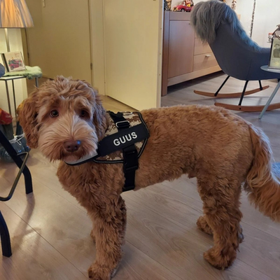 DogComfort | Bezpieczna I Regulowana Uprząż Dla Psów Każdej Wielkości