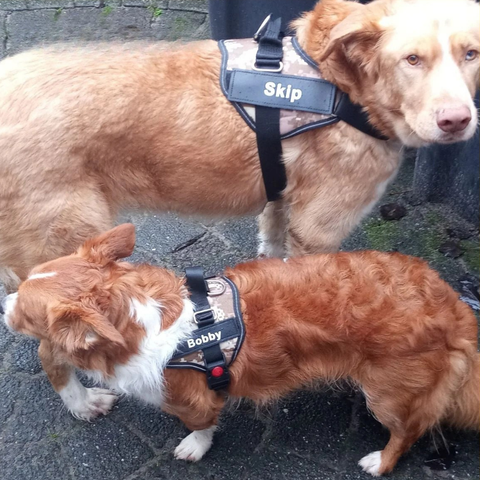 DogComfort | Bezpieczna I Regulowana Uprząż Dla Psów Każdej Wielkości