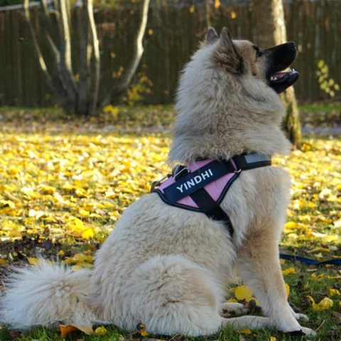 DogComfort | Bezpieczna I Regulowana Uprząż Dla Psów Każdej Wielkości