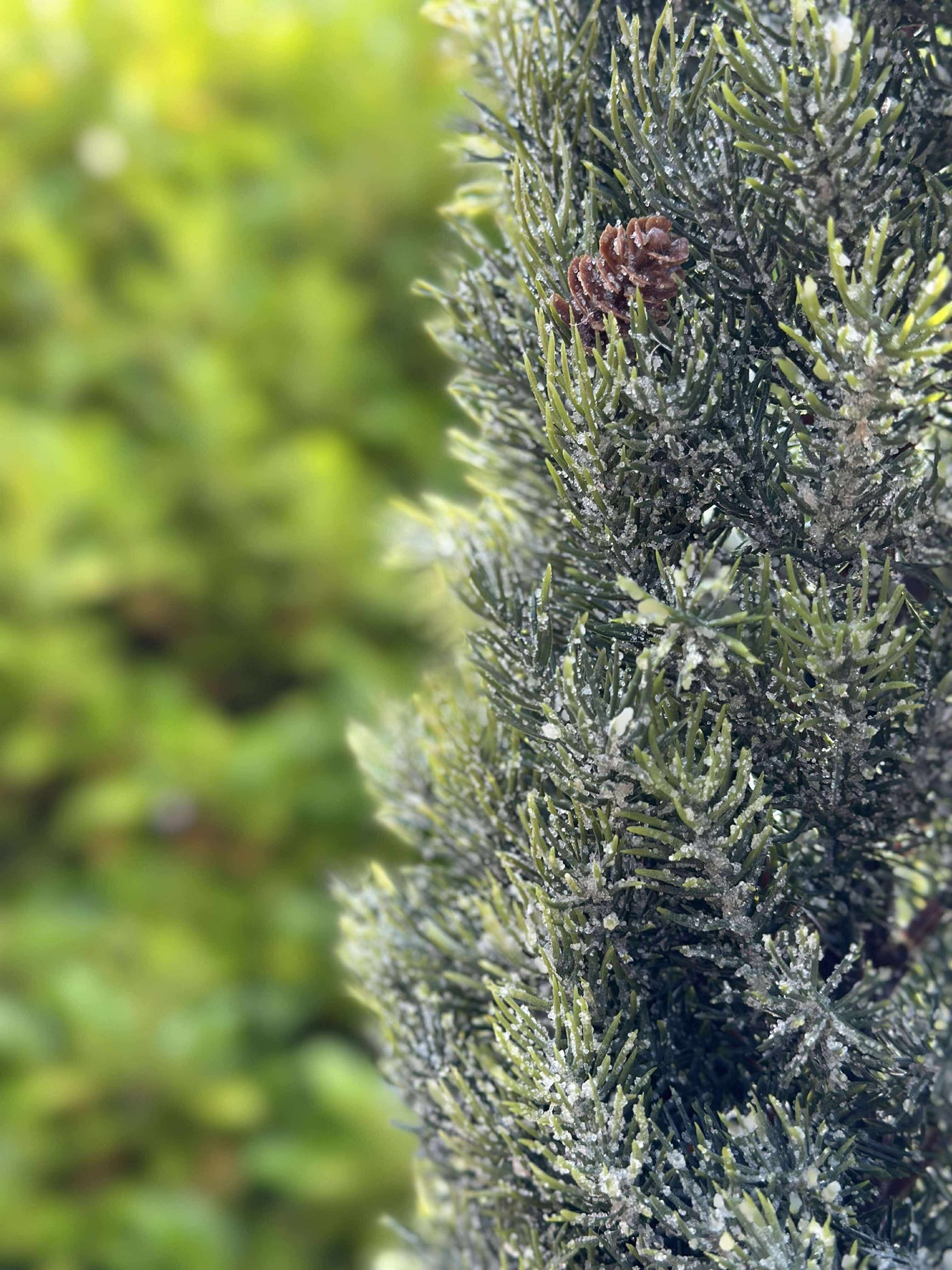 Pinetree MIX | 106 cm