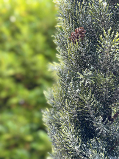 Pinetree MIX | 106 cm