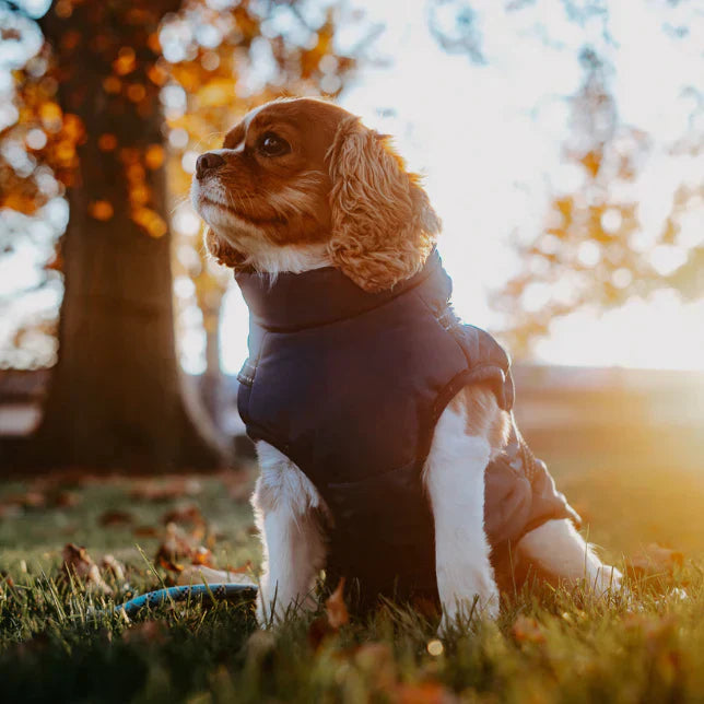 Kurtka Dla Psa | Wodoodporna, Ciepła I Stylowa Kurtka Na Zimę Dla Psów