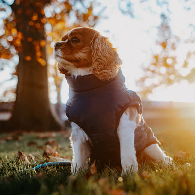 Kurtka Dla Psa | Wodoodporna, Ciepła I Stylowa Kurtka Na Zimę Dla Psów