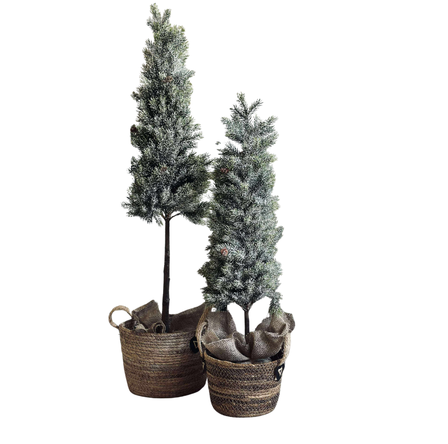 Pinetree MIX | 106 cm