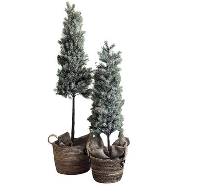 Pinetree MIX | 106 cm