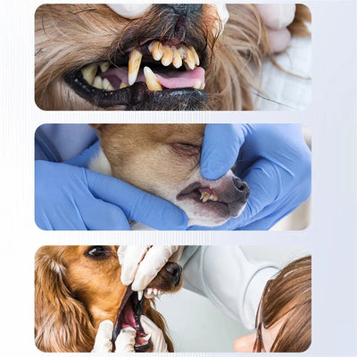 PureSpark | Elektryczna Szczoteczka do Zębów dla Psów